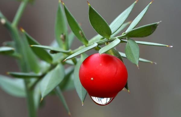 TAVAN MEMES  <br>Ciltte inflamasyon veya sertleme lser bacakta ani ime olabilir.