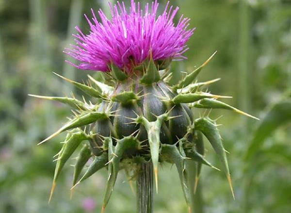 MERYEM ANA DKEN  <br>Alerji hamilelik emzirme dnemi ve ocuklarda hekime danlmadan kullanlmamal.