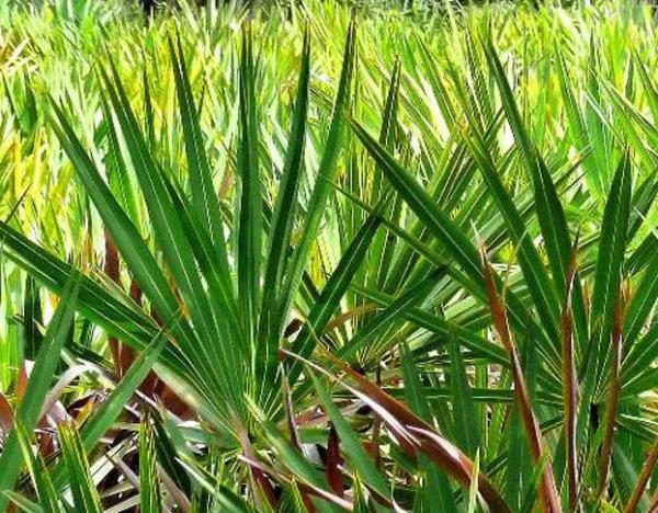 CCE PALMYE  <br>  2 aydan ok kullanlmamal.