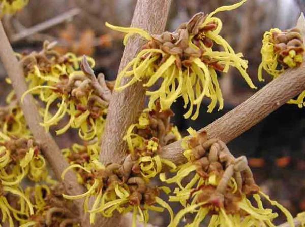 CADI FINDII<br>  Gzde ar, grte deiikliklere neden olabilir.