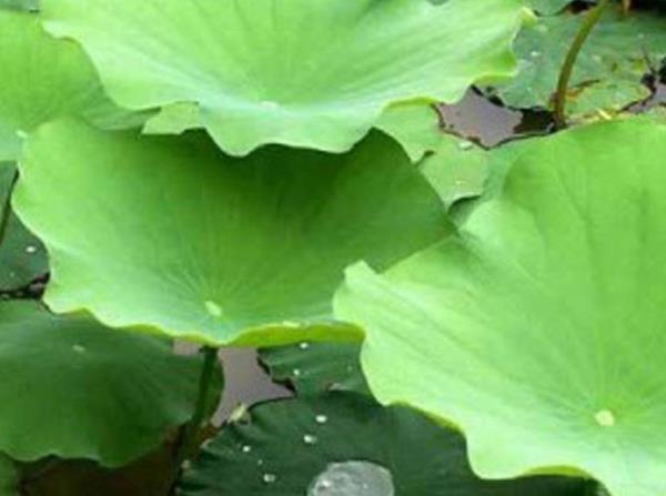 RAVENT RZOMU<br>  On ya alt kullanlmamal.