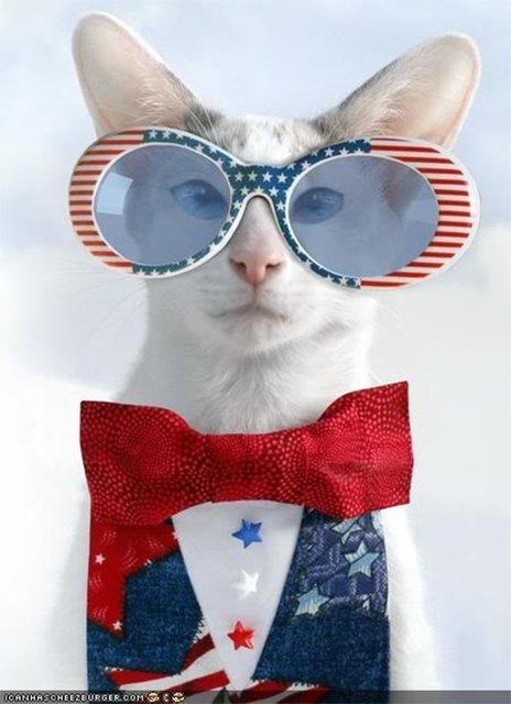 En kedi sever lke, 76 milyon evcil kedi nfusuyla Amerika Birleik Devletleri.