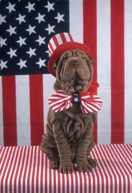 Ayn ekilde, en ok kpek seven lke de 61 milyon evcil kpek nfusuyla Amerika Birleik Devletleri.