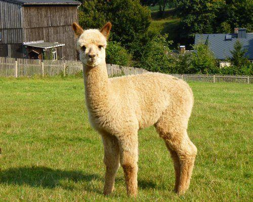 Alpaka: 355 gn