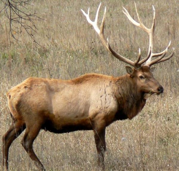 Elk: 245 gn