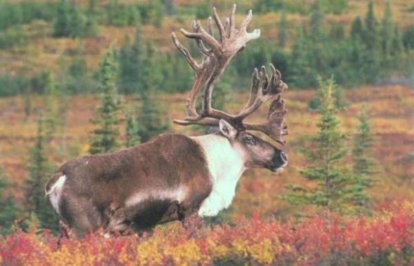 Kanada Geyii: 245 gn