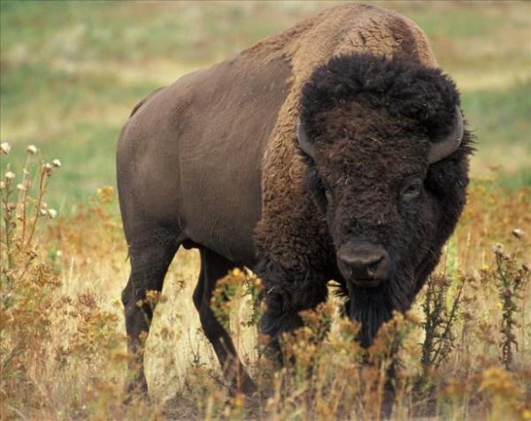 Amerikan Bizonu: 217 gn