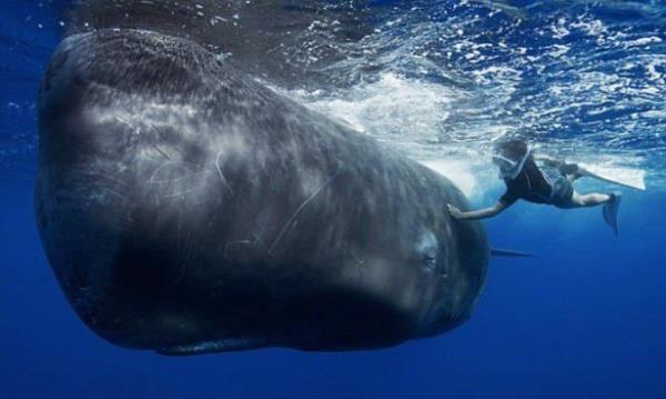 Sperm Balinas: 530 gn