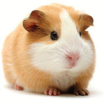 Hamster: 18 gn