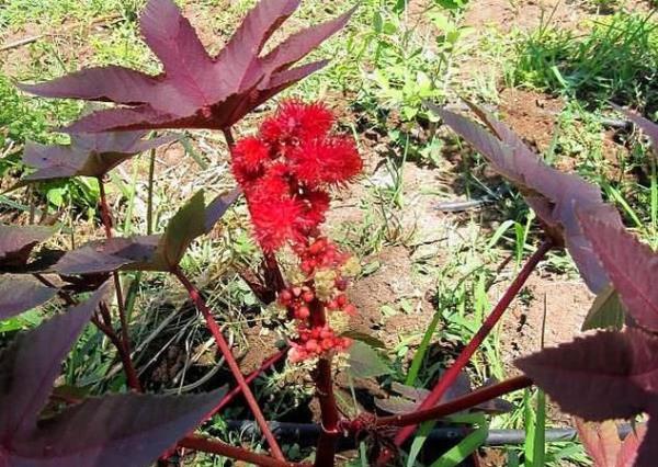 Bal ve hintya<br>  artc ama bu karm hkrnz p diye kesecektir.