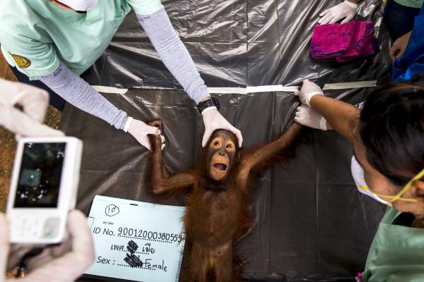 Bir veteriner, Tayland'da iki yandaki bir orangutan zerinde yaplan salk muayenesini kameraya alrken. (27 Austos)