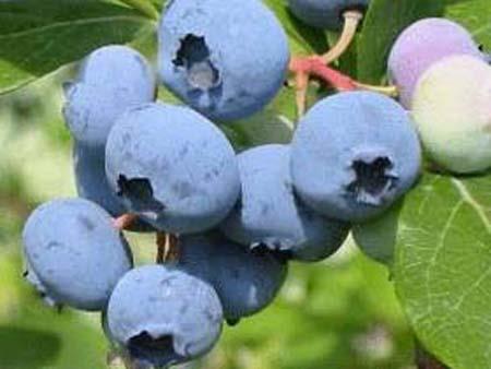 Yaban mersini: Antioksidanlarla dolu olan yaban mersini, kanser, eker hastal ve yaa bal hafza deiiklii ile savamaya yardm ediyor.