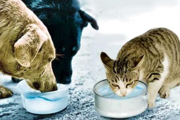 Bu arada siz evdeyken dardaki canllar da dnn, pencereye ekmek krntlar, kapnn nne bir kap mama, bir kap su koyun