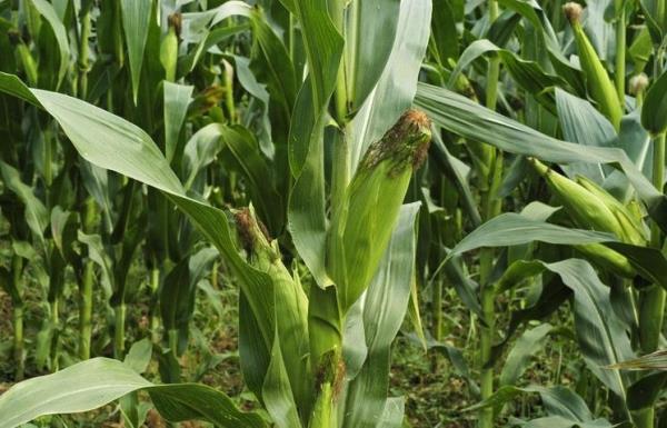 Zayflamaya etkisi byk!<br>    Msr psklnn bir faydas da kilo vermeye olan etkisidir. Vcuttaki yalarn kolay yaklmasna yardm ederek zayflatr. Obeziteye kar koruma salar.