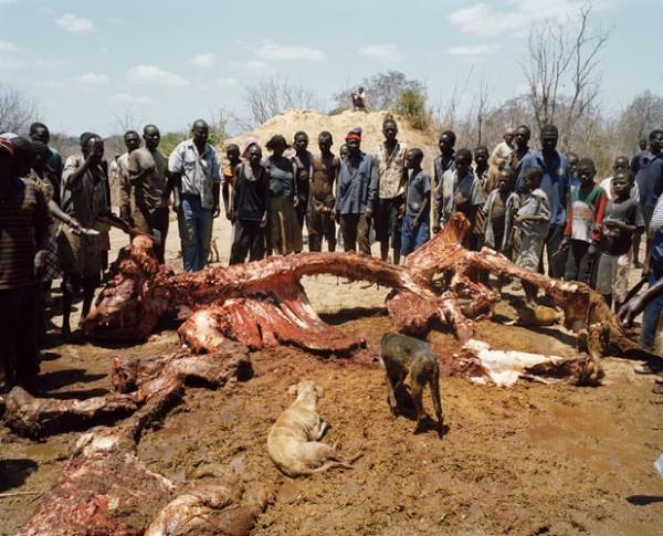 70 yandaki hayvann toprak stnde kalan kemikleri de paralanp, et suyu yaplmak zere gtrld.