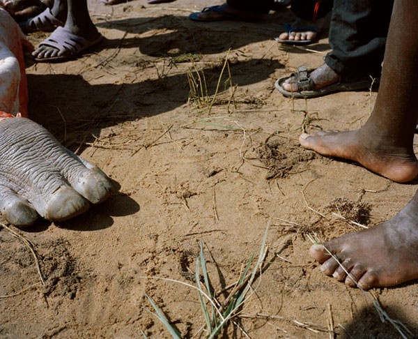 Filin cansz bedeninin yannda plak ayaklaryla Afrika halk fototaf tarafndan byle grntlendi...
