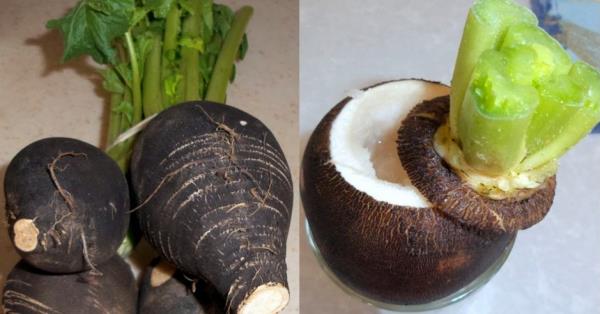 Safra kesesinde ta olanlar varsa kullanlmamaldrlar. Mutfak robotuyla ezilen turp suyu, ac tadn kaybetmesi iin bir mddet buzdolabnda bekletilir ve daha sonra biraz balla kartrlarak iilir. Her seferinde taze olarak kullanlmaldr. Tuz ekilmemelidir.