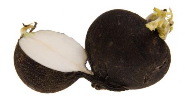 drar sktrr ve sinir sistemini dinlendirir, bronitlerde, astm, bomaca ve romatizma da etkilidir.