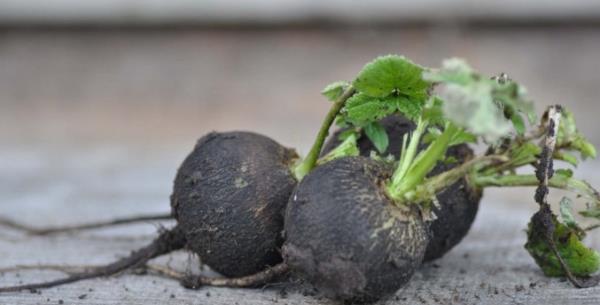 Sindirimi hzlandrr ve mikrop ldrc etkisi de vardr.