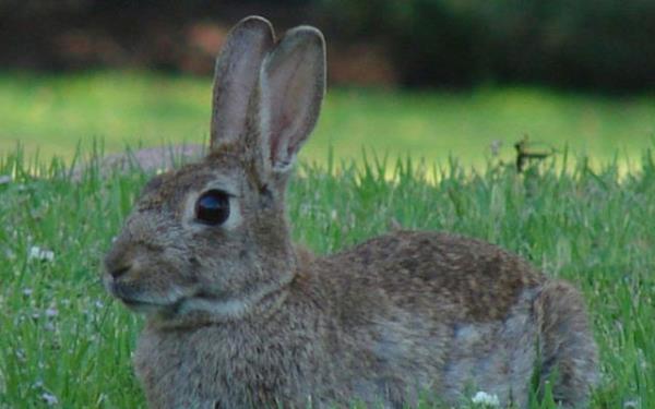 1952 ylnda lgn bir bilim insan Avrupa'da tavan poplasyonunu neredeyse yok eden bir virs doaya sald. Fransa'da tavan says %90 azalrken, ngiltere'de bu oran %95'e kt.