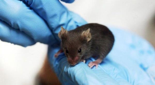 Harvard niversitesi'ndeki bilim insanlar hem farelerin yalanmasn yavalatmay hem de bu sreci tamamen tersine dndrmeyi baard.