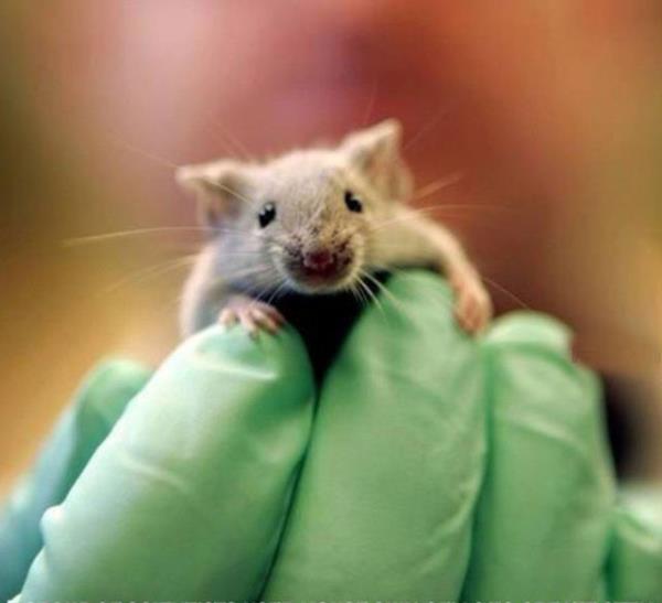 Bir grup bilim insan farelerden alnan deri hcrelerini kk hcre yaratmak iin kullanyor. Sonra yaratlan bu kk hcrelerde yumurtalar oluturuluyor. Bu yumurtalar dllendirilerek bir yavru meydana getiriliyor.Bu fareler kendi ocuklarna sahip oluyor.