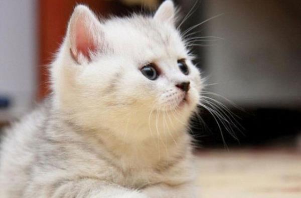 1999 ylnda bir bilim insan bir kedinin beynine bir sra elektrot balayarak kedinin grdklerini kaydetti.