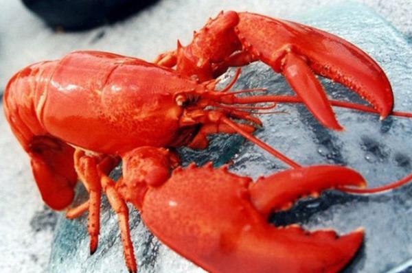 Bilim insanlar stakozlarn lmsz olabileceine inanyor.