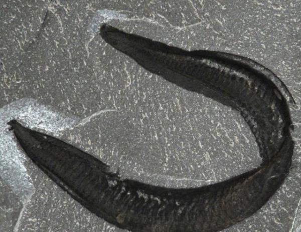 Bilim insanlar artk insanlarn solucana benzeyen eski bir canl olan 'Pikaia Gracilens'den evrildiine inanyor.