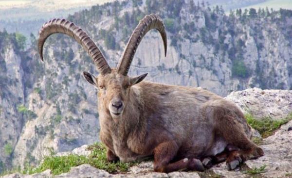 2009 ylnda bir bilim insan soyu tkenmi bir canly klonlama yntemi ile yeniden hayata dndrmeyi baard. Klon bir akcier problemi yznden lmeden nce 7 dakika boyunca yaad.