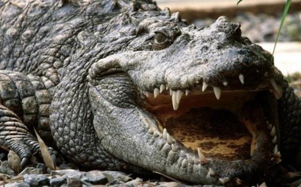 Timsahlar karada ok nadir avlanrlar.