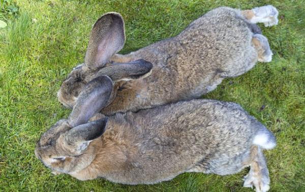 Tavann sahibi Annette Edwards iin yllk havu maliyeti 2 bin sterlin. Ttavan zorlukla kucana alan 6 yandaki Mia ile Darius&#8217;un birlikte grntleri inanlr gibi deil...