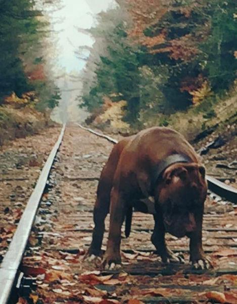 Hulk, iki aya zerinde durduunda sahibinin boyuna yetiiyor.