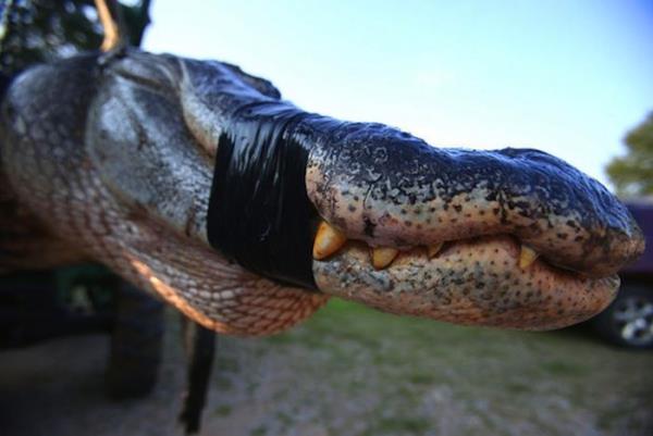 Dahas bunun bir rekor olabileceine iaret ediliyor. Zira en son dnya rekoru olarak deerlendirilen timsahn uzunluu 4 metre 25 santimetreydi.