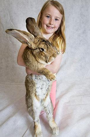 Ylda 4 binden fazla havu tketen Darius 1 gnde 12 havu, lahana ve elma tketiyor...