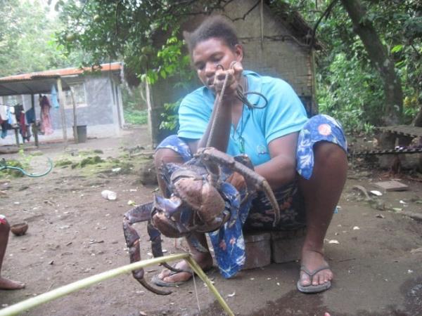 Dnyada binlerce deiik tr bulunan yengeler ierisinde bilgisayar animasyonlarna benzeyen dev yengeler grenleri rktyor.