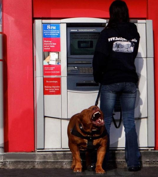 ABD'de bir iftlikte yaayan Hulk isimli kpek, 79 kilogram arlyla dnyann en byk pitbullu olmaya aday.