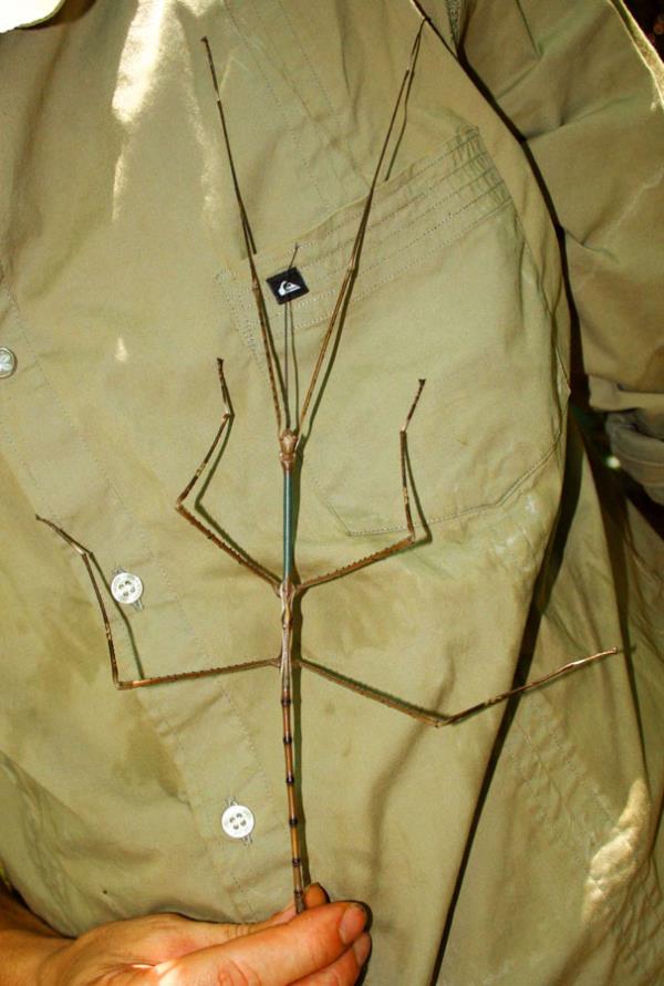 31.7 cm'lik boyu ile canl olarak grlen dnyann en byk ikinci bcei.