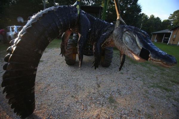 Sra d nk, ailenin av sonunda yakaladklar timsahn uzunluunun 4 buuk metreyi geiyordu...