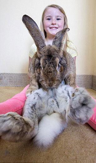 Dev tavan tpk bir ev kpei gibi yayor. Sahibiyle birlikte televziyon seyreden kanepede uzanan Darius neredeyse btn gn havu yiyor...