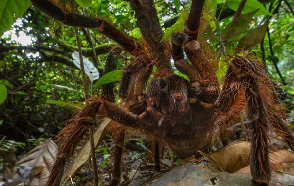 Dev rmcek Tarantula  <br>  Bcekbilimci Piotr Naskrecki ,  Guyana'da doal ortamda karlat tarantulay grntledi.