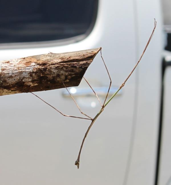 Bylece "phobaeticus chani" yaayan en byk bcek olarak rekorlar kitabna resmen girmiti.