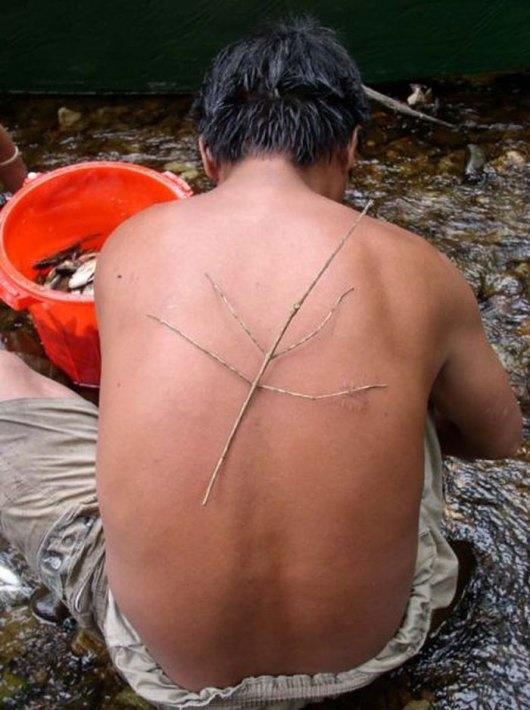 Dnyann en byk bcei ise daha nce Endonezya'nn Borneo adasnda bir kyl tarafndan bulunmutu.