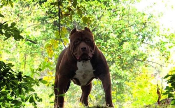 Adn izgi roman kahraman Hulk'tan alan pittbullun kafas da hibir kpekte olmad kadar byk.