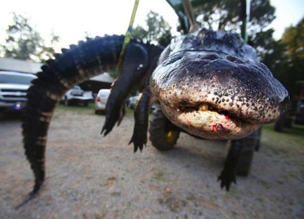Ailenin dev timsah ele geirmesi 10 saati buldu...