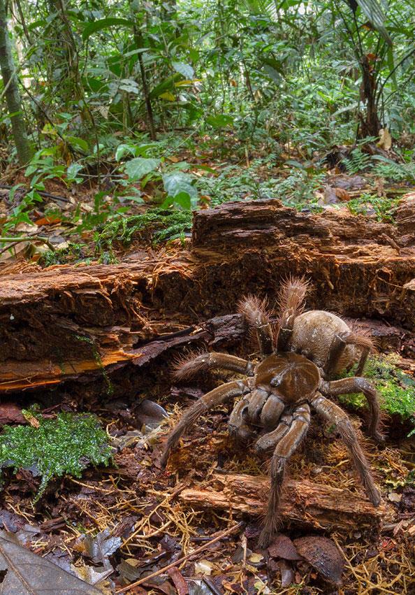 ou rmcek tr gibi, tarantulalar da tek balarna yaayan yamyamlar.