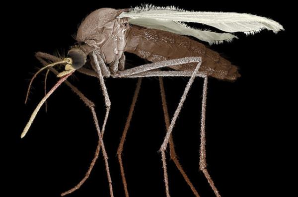 Nefes verirken atlan karbondioksit ve terdeki laktik asit gibi maddeler, sivrisineklerin avn daha kolay bulmasna yardmc oluyor.