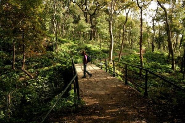 En byk koru: Yldz Park