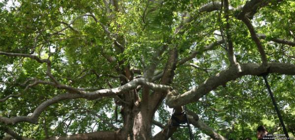 En yal aa: 600 yllk dou nar