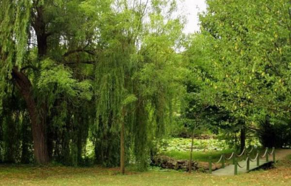 En byk canl bitki mzesi: Atatrk Arboretumu